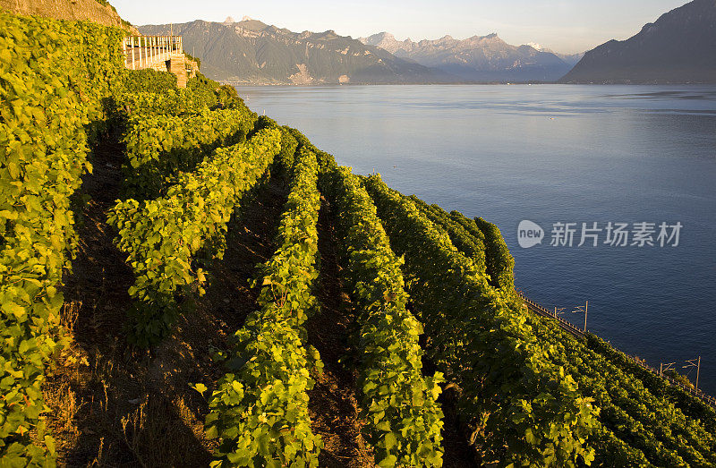 Weinberge，教科文组织Weltkulturerbe, Lavaux